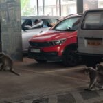 प्रती,मा.डॉ. माधव मोहिते,उपवनसंरक्षक, वन विभाग, पुणे.